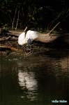 Aigrette garzette